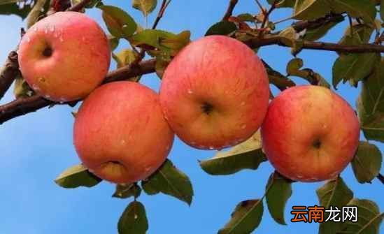 常吃苹果有什么好处 每天吃可以刮脂养颜