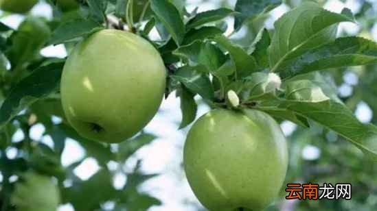 常吃苹果有什么好处 每天吃可以刮脂养颜