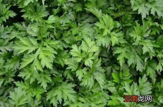 艾草的功效及吃法 艾草的好处太多了