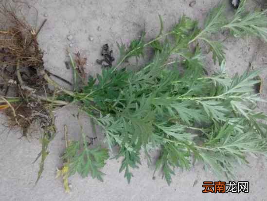 艾草的功效及吃法 艾草的好处太多了