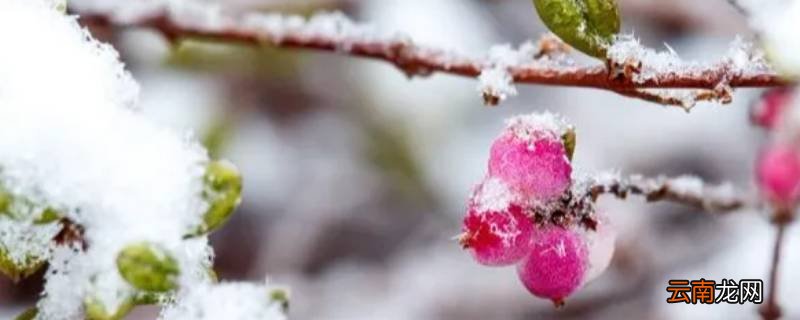 倒春寒比冬天还冷吗